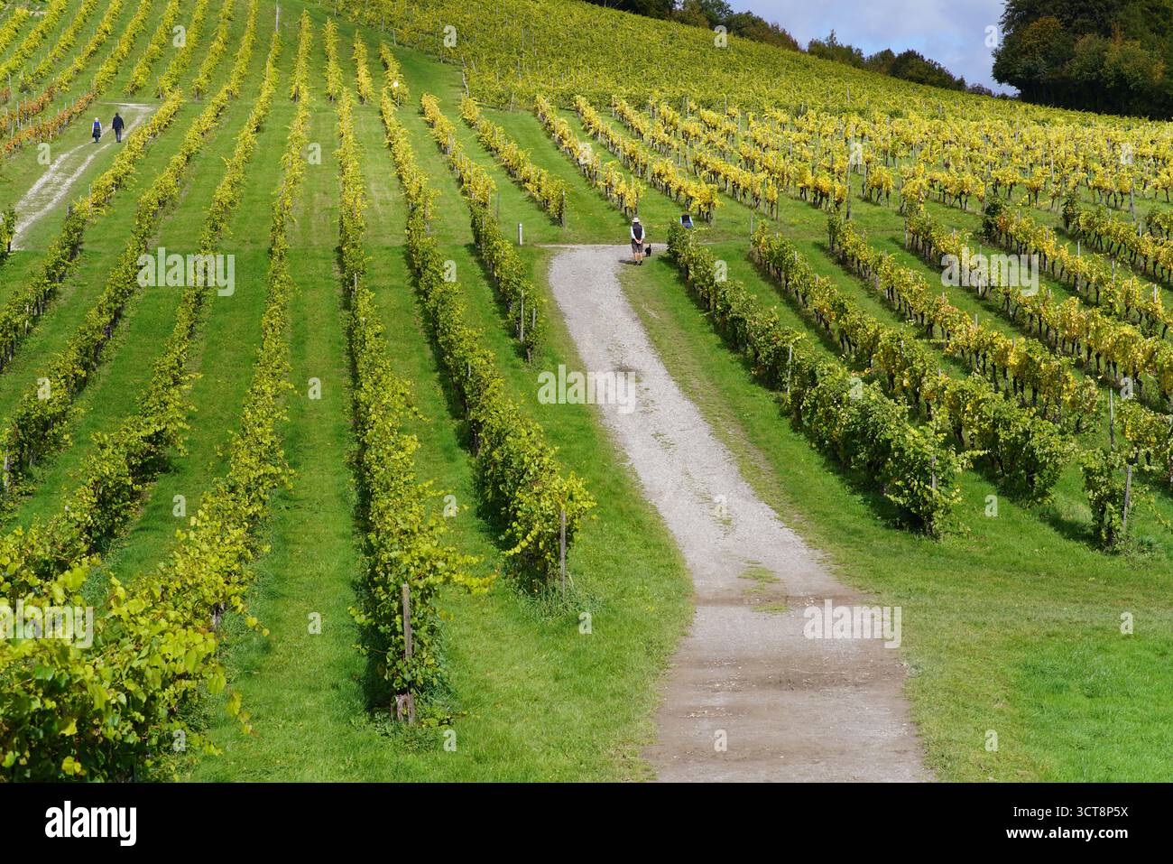 Vigneti panoramici sulle colline con filari di viti e un paesaggio rurale tortuoso in autunno. Vigneti, Dorking, Inghilterra Foto Stock