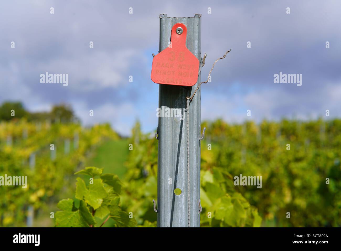 Etichetta di identificazione rossa su un vigneto metallico con filari di uva e cielo nuvoloso sullo sfondo dettaglio viticoltura.Vigna, Dorking, Inghilterra Foto Stock