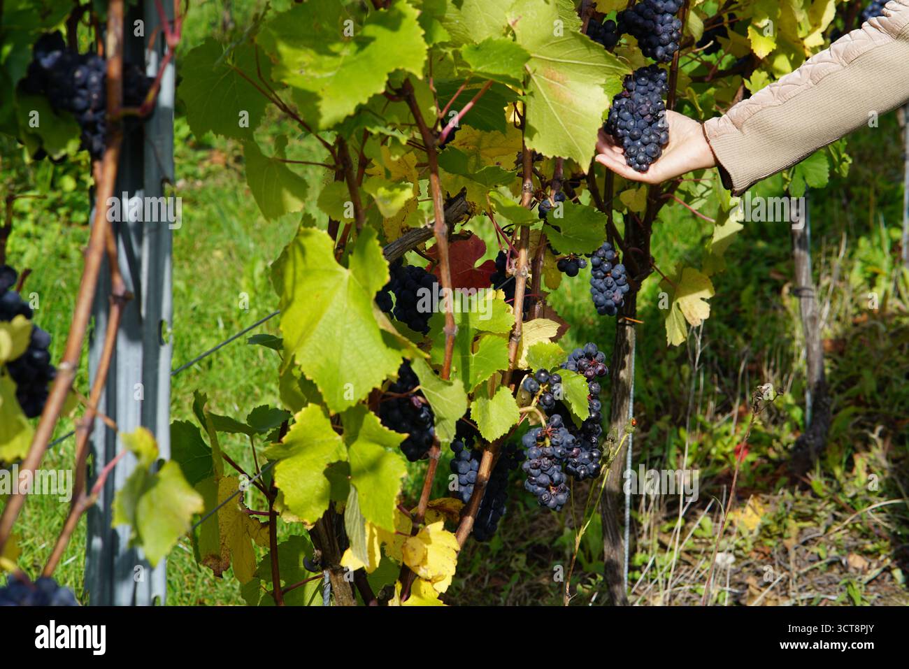 Raccolta a mano di uve mature da viti in un vigneto inglese durante la vendemmia autunnale, sotto la luce naturale del sole. Vigneto, Dorking, Inghilterra Foto Stock