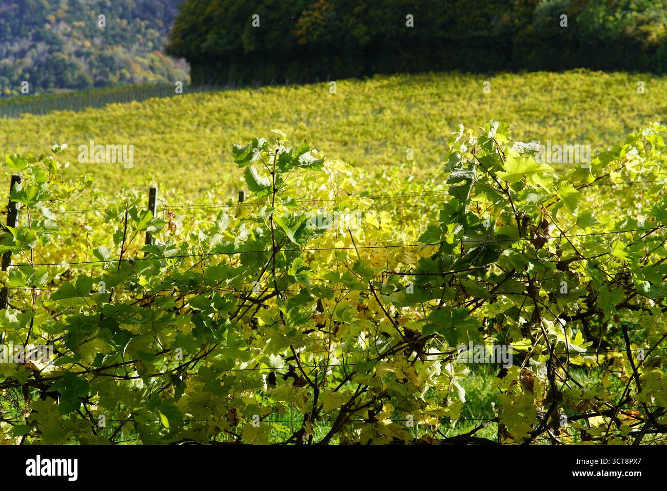 Vigneto inglese in autunno con fogliame dorato e colline ondulate sullo sfondo, catturando la tranquilla stagione della raccolta in campagna. Vigneto Foto Stock