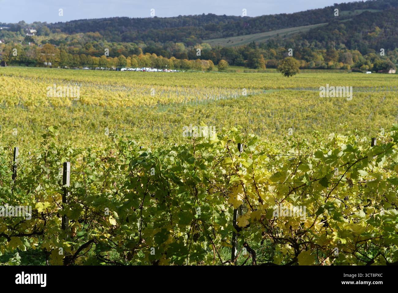 Vigneto inglese in autunno con fogliame dorato e colline ondulate sullo sfondo, catturando la tranquilla stagione della raccolta in campagna. Vigneto Foto Stock