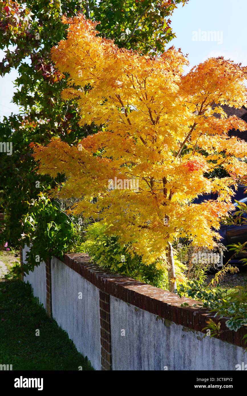 Acero giapponese dorato (Acer palmatum) alla luce del sole autunnale, che cresce accanto a un muro del giardino in una tranquilla zona residenziale.Dorking, Inghilterra Foto Stock