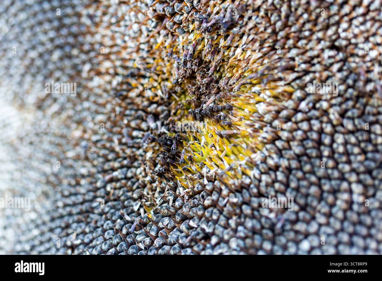 Primo piano di una testa di semi di girasole che rivela intricati motivi naturali e texture in un giardino inglese durante l'autunno Foto Stock