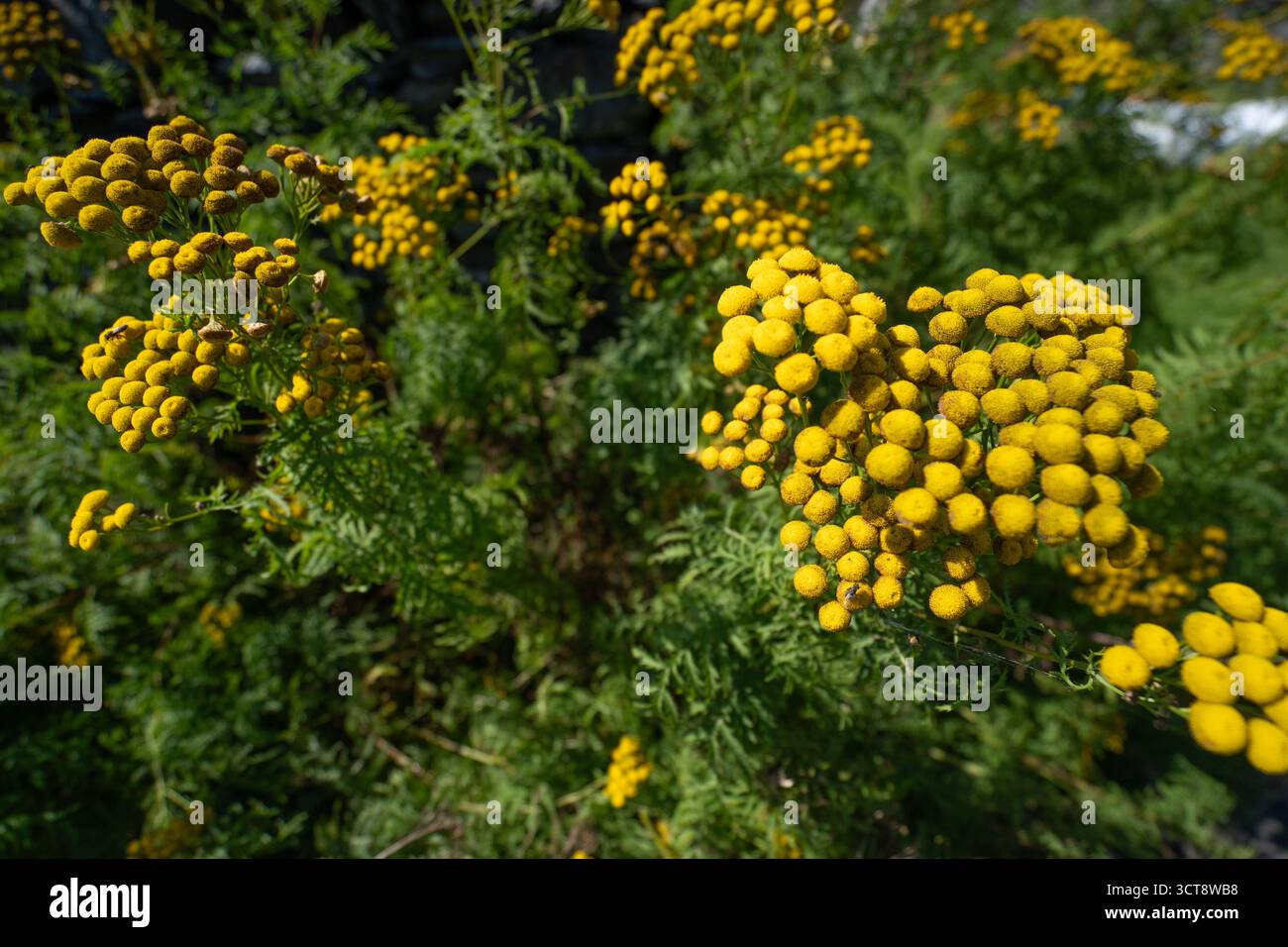 Fiori di tansy giallo brillante che fioriscono nel prato selvaggio sull'Isola di Man Foto Stock