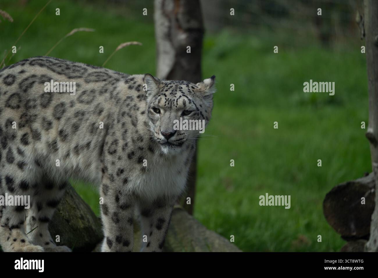 Leopardo delle nevi con un caratteristico cappotto maculato in un recinto naturale Foto Stock