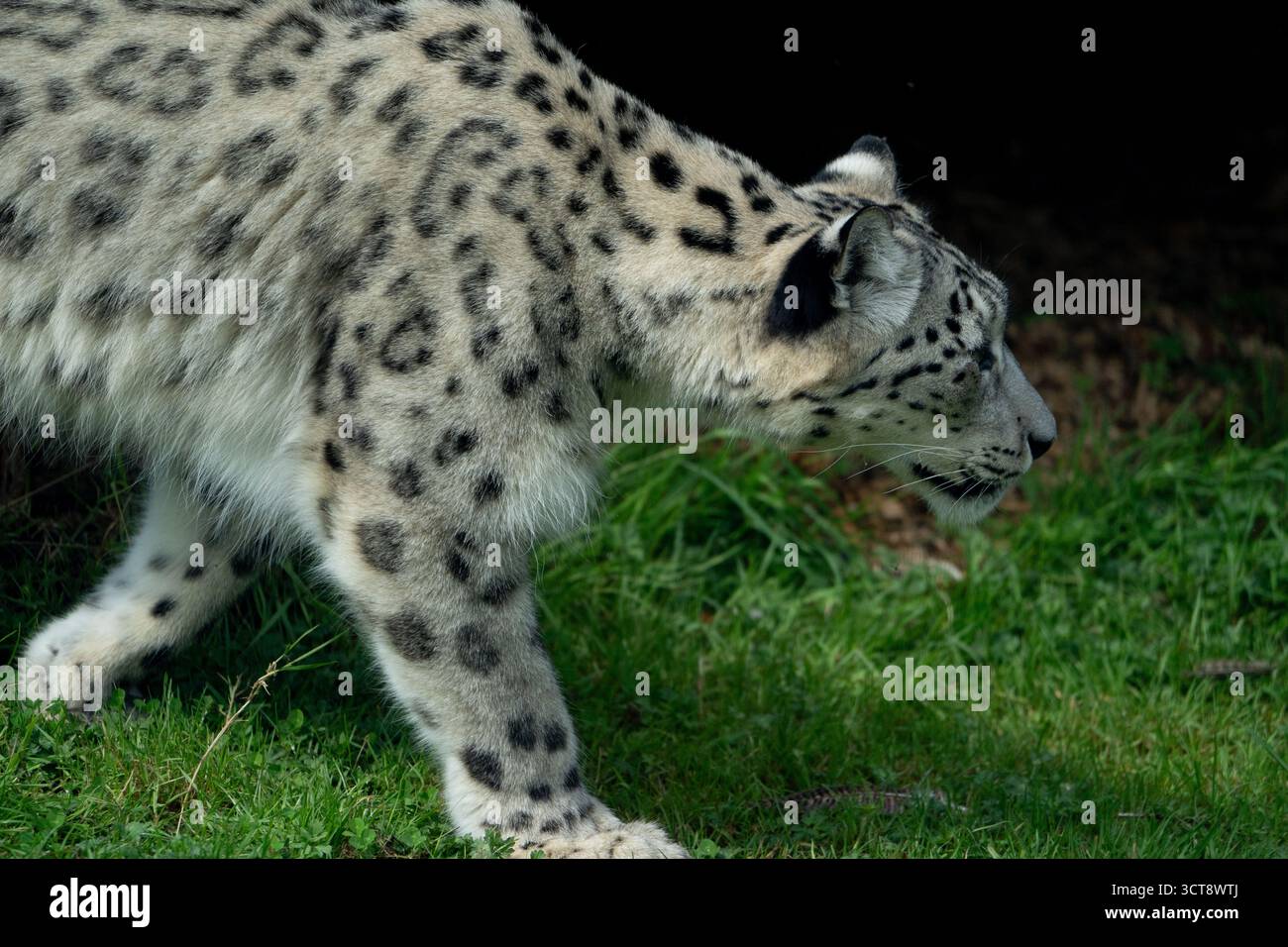 Leopardo delle nevi di profilo che cammina sull'erba mostrando un caratteristico motivo a macchie Foto Stock