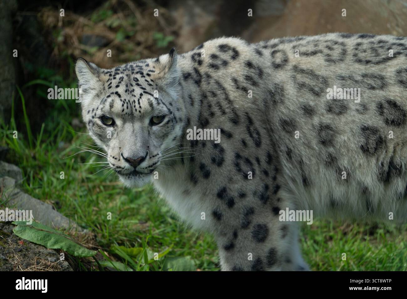 Leopardo delle nevi con un caratteristico cappotto maculato in un habitat naturale Foto Stock