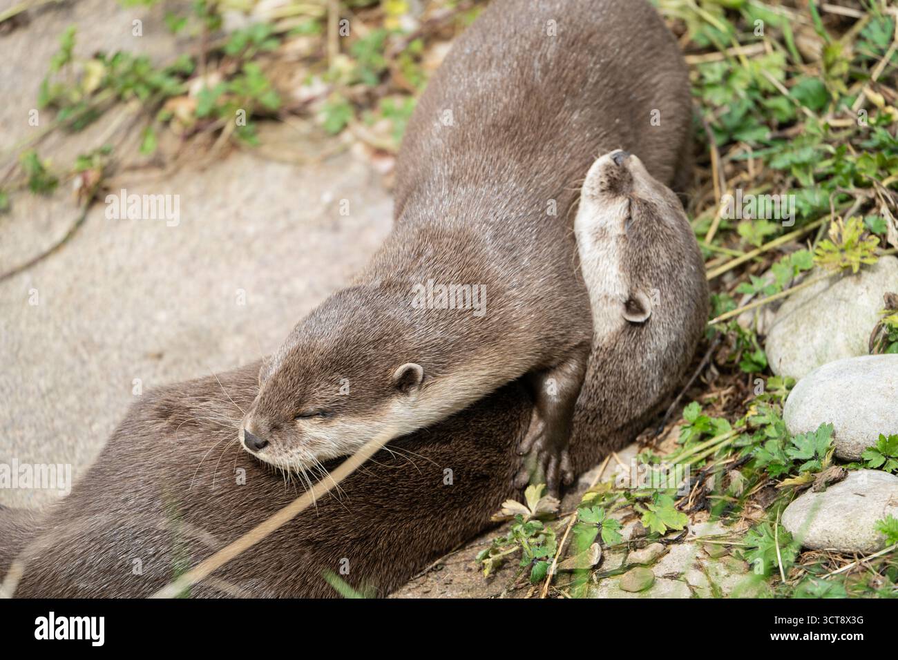 Due lontre che riposano tra vegetazione e pietre in habitat naturale Foto Stock