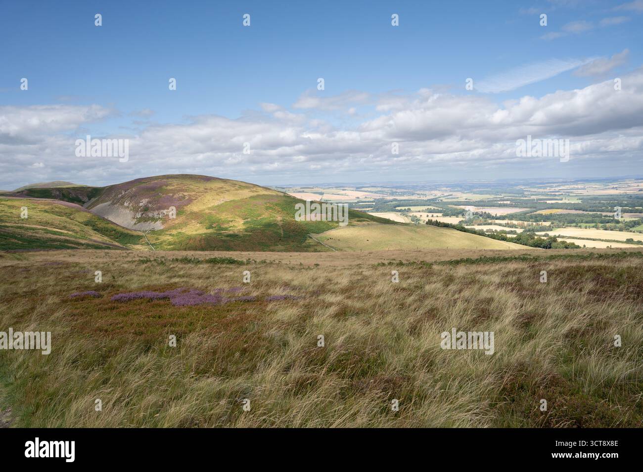 Colline ondulate e paesaggio brughiero con erica nella campagna del Northumberland Foto Stock