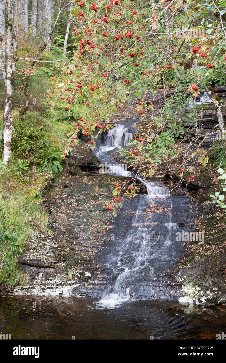 Ruscello boscoso a cascata con bacche rosse di rowan e betulle argentate nel paesaggio autunnale scozzese Foto Stock