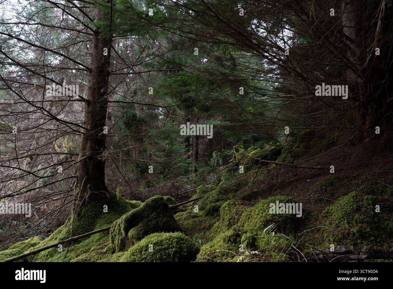 Rocce ricoperte di muschio e tronchi caduti nel suggestivo bosco scozzese Foto Stock
