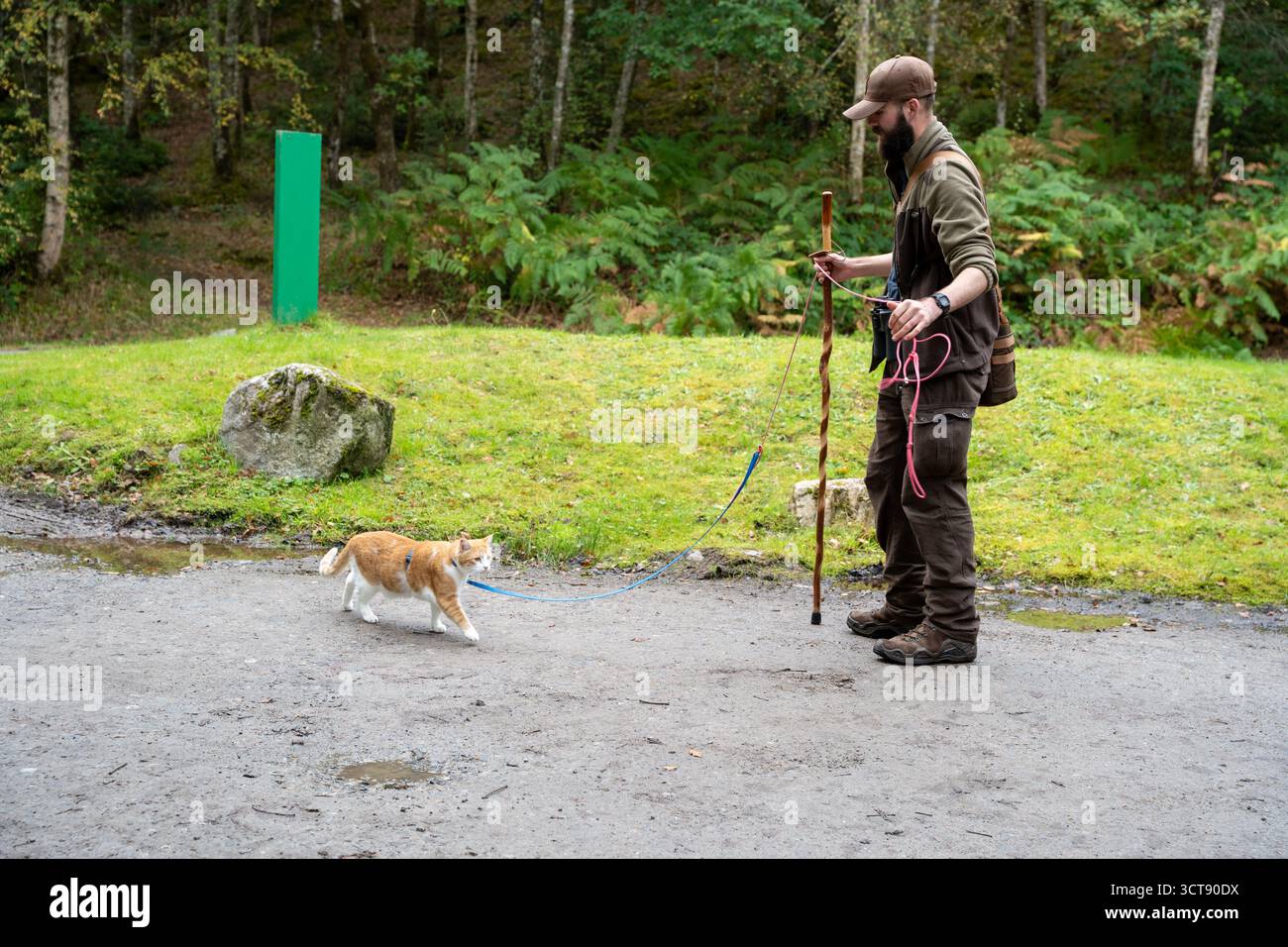 Uomo barbuto in abbigliamento all'aperto gatto dello zenzero in piombo nella campagna scozzese Foto Stock
