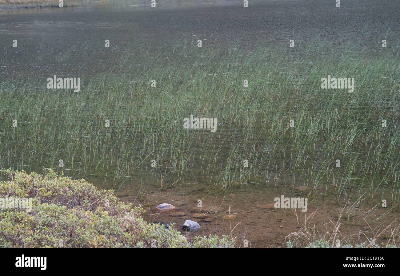 lago scozzese con canne e rocce in acque poco profonde che creano una tranquilla scena naturale Foto Stock
