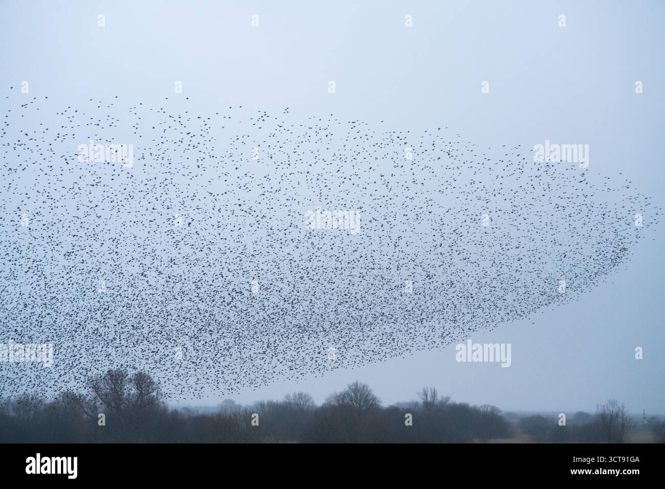 Spettacolare murazione di stelle che formano motivi contro il cielo grigio sulla campagna Foto Stock