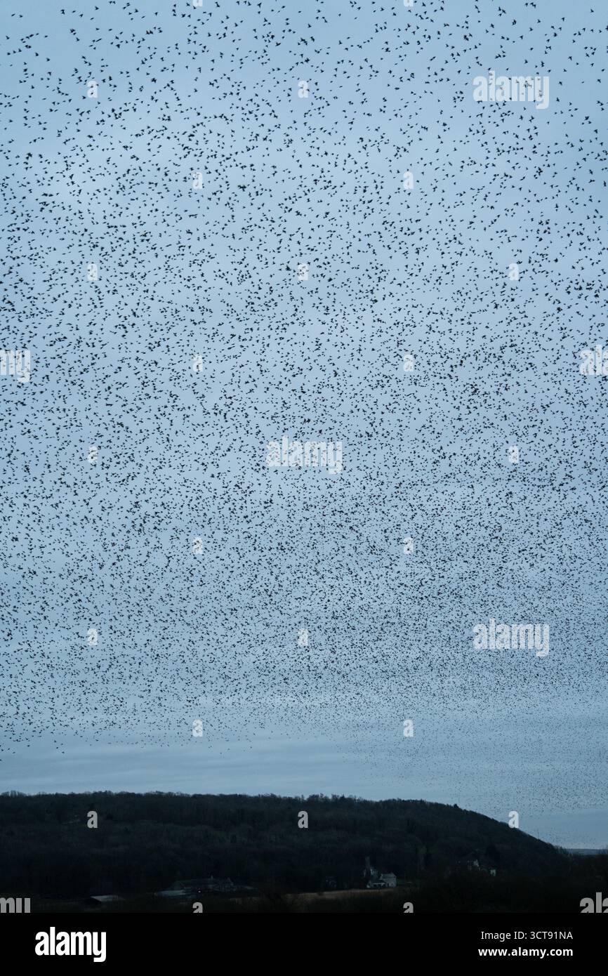 Spettacolare murazione di stelle che creano motivi contro il cielo serale sulla campagna del Lancashire Foto Stock