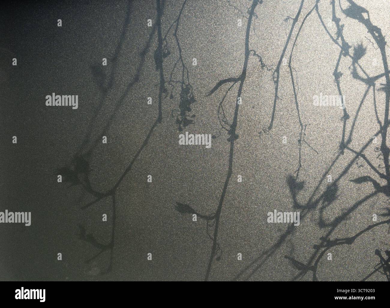 Delicate ombre vegetali gettate su una superficie liscia e sabbiosa Foto Stock