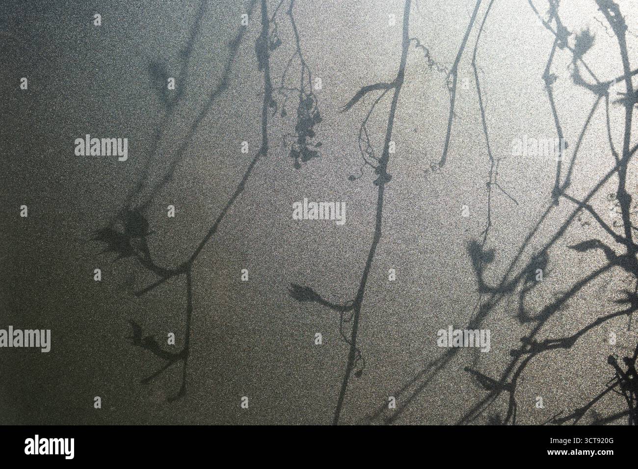 Ombre di erba da spiaggia gettate su sabbia liscia creando motivi naturali Foto Stock