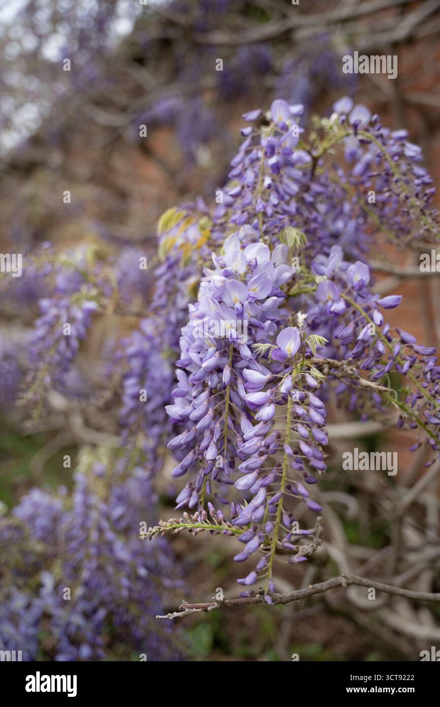 Bellissimi fiori di glicine viola in piena fioritura in primavera Foto Stock