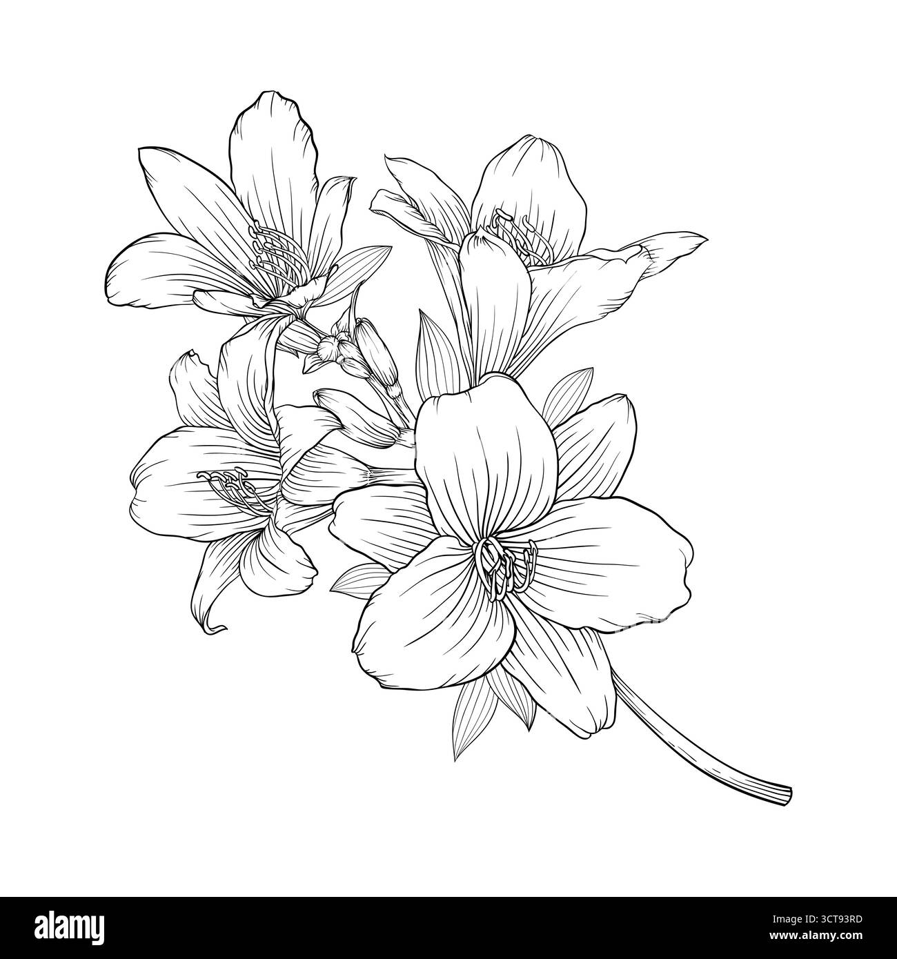 splendido bouquet bianco e nero monocromatico isolato sullo sfondo Illustrazione Vettoriale