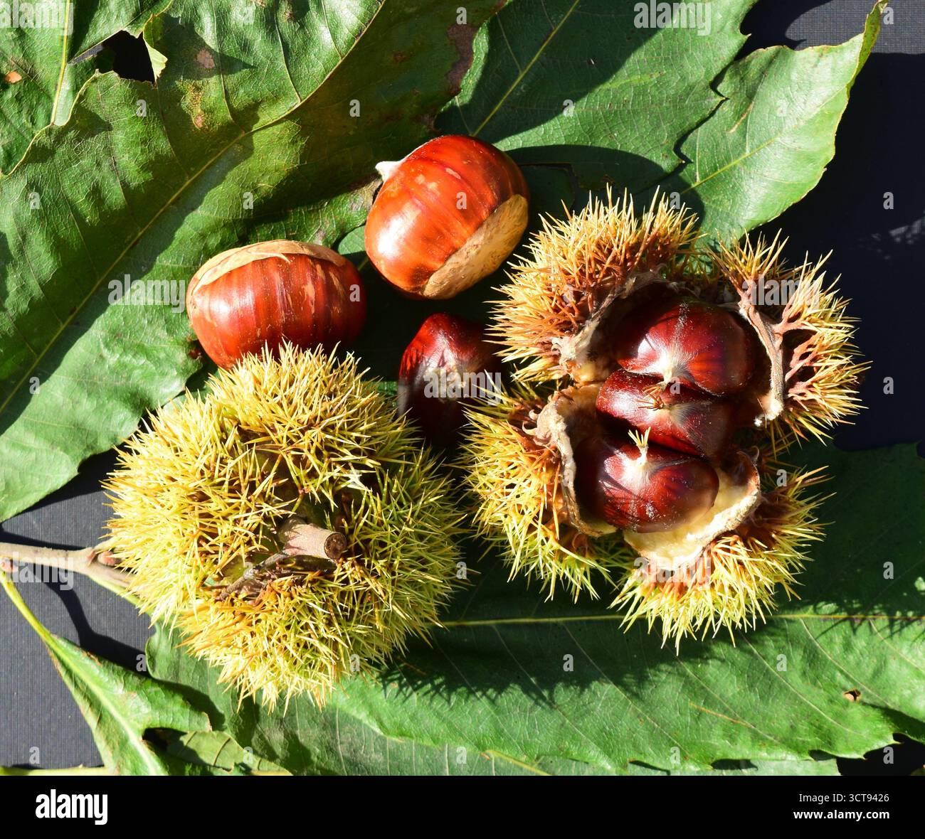 Noci dolci di castagno, Castanea Sativa, Marron Edible Wild Food, Finistere Forest, Bretagna Bretagna Bretagna Bretagna Bretagna, Francia. Medicina naturale, Creme de Marron Foto Stock