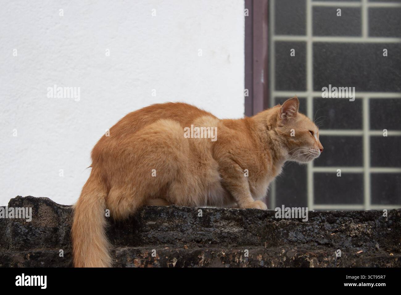 Un profilo laterale di un gatto domestico rilassato, che guarda lontano dalla fotocamera. La pelliccia del gatto è morbida e ruvida, ideale per contenuti legati a gatti e animali domestici. Foto Stock
