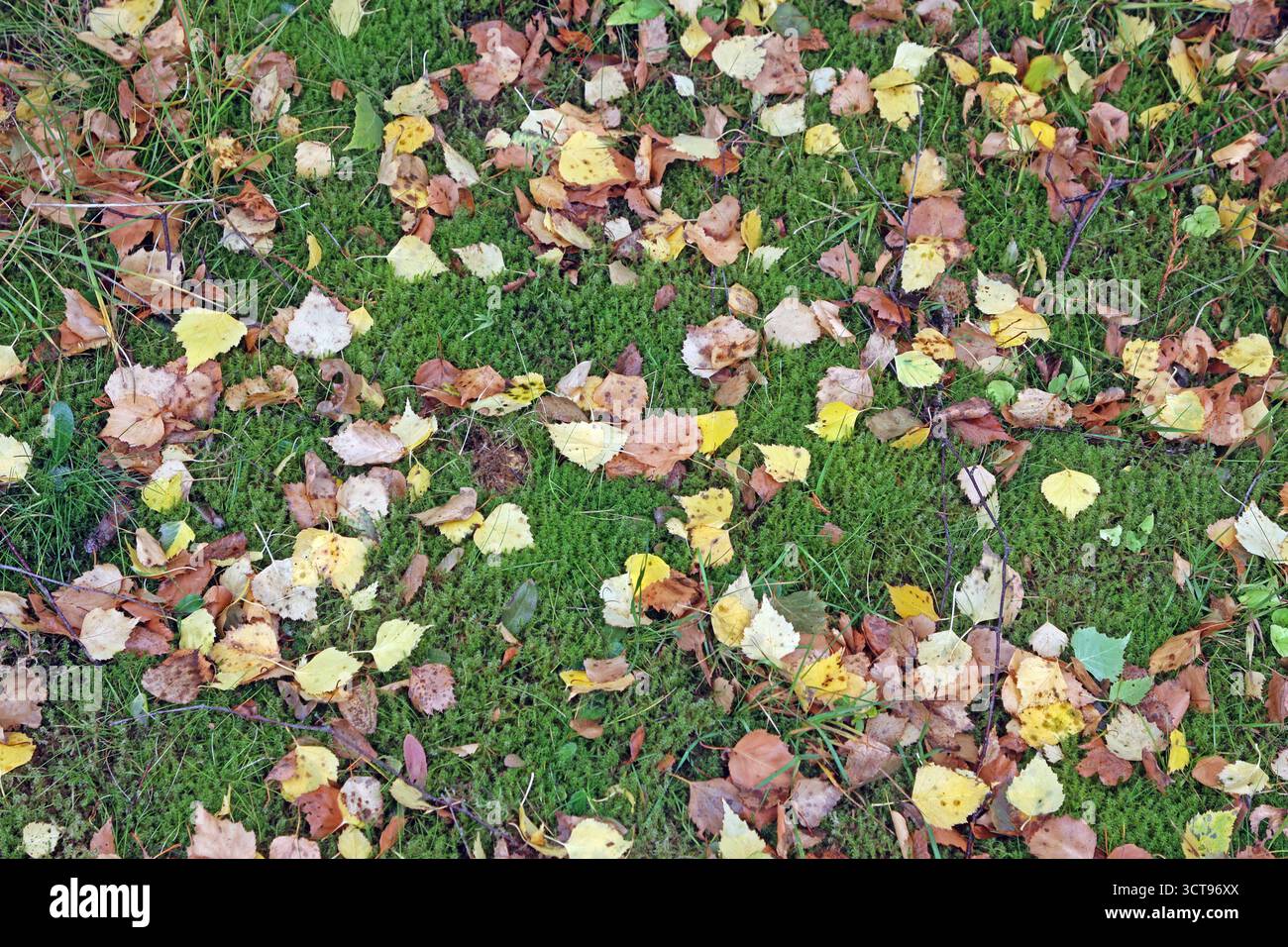 Laubfall im Herbst Herabgefallenes Herbstlaub sammelt sich auf einer Rasenfläche *** foglie cadenti in autunno si raccolgono su un prato Foto Stock