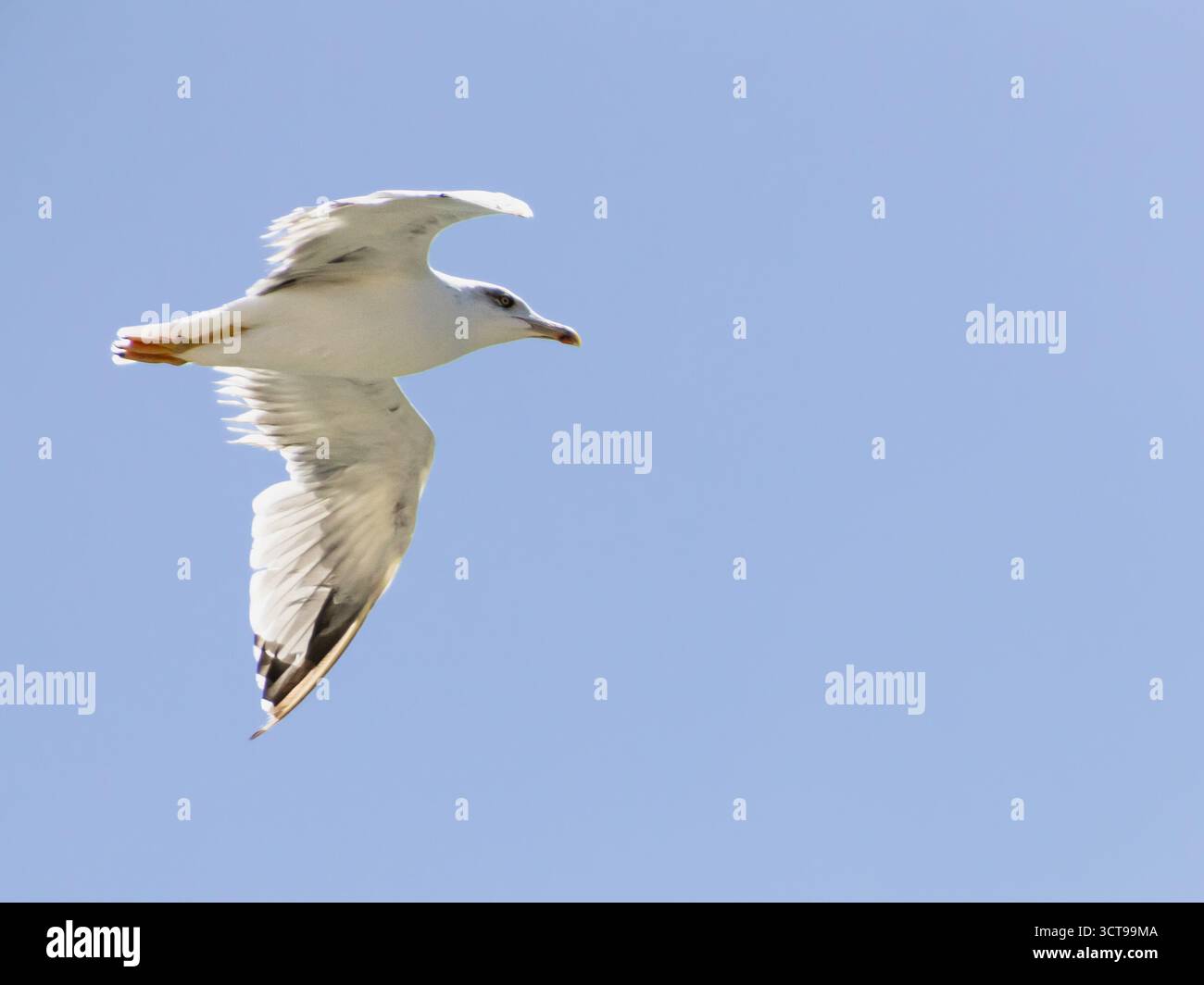 Una silhouette nera di un corvo arroccato su rami secchi, adagiato su un cielo luminoso. Foto Stock