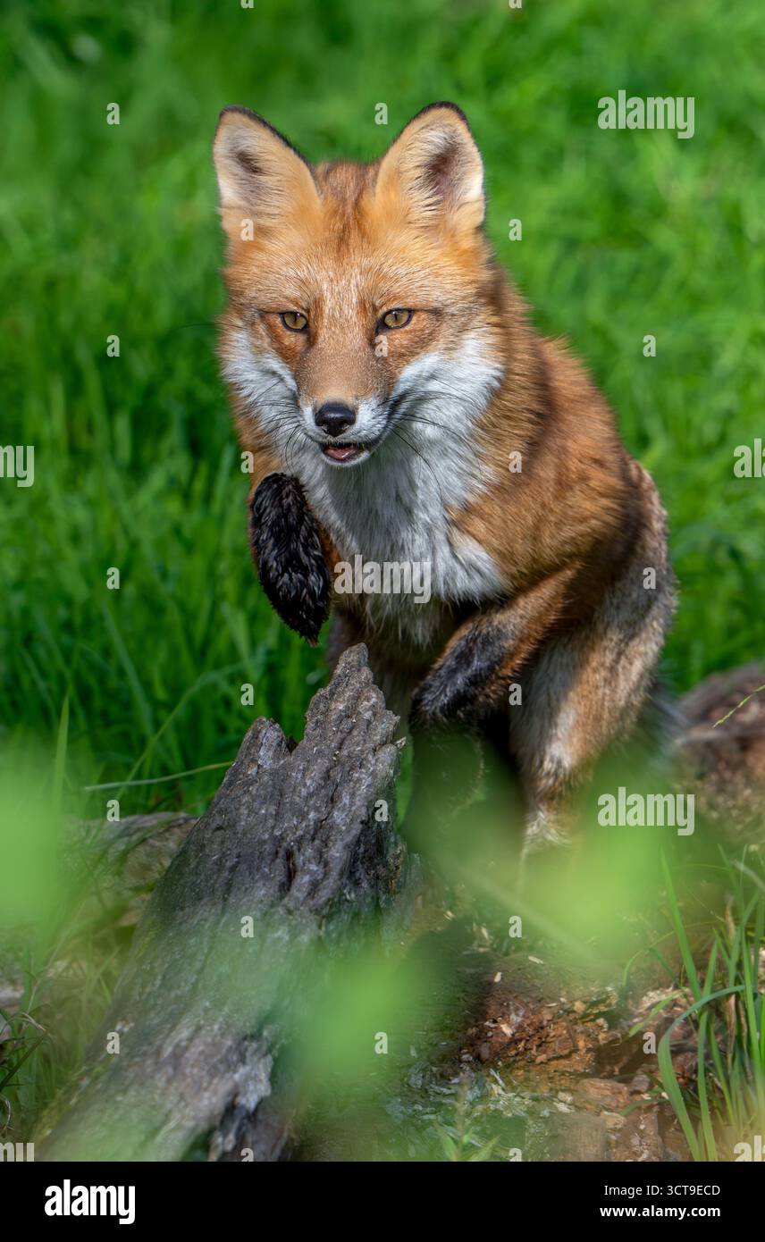 La volpe rossa (Vulpes vulpes) salta sopra il tronco di alberi caduti nella prateria ai margini della foresta Foto Stock
