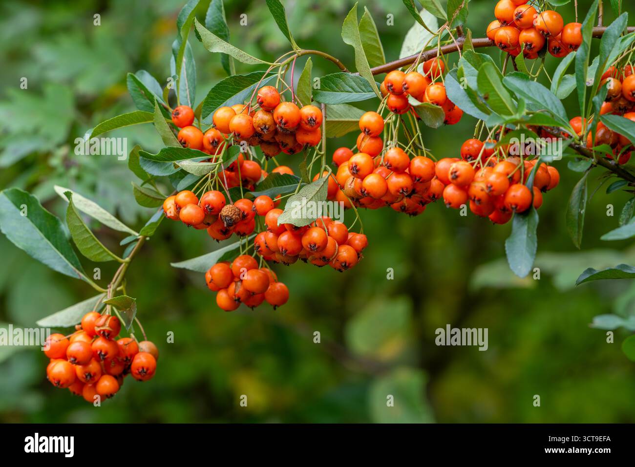 Bacche di arancia del comune spinoso marino / spinoso / arbusto di torbiera salina (Hippophae rhamnoides / Argussiera rhamnoides) in autunno / autunno Foto Stock