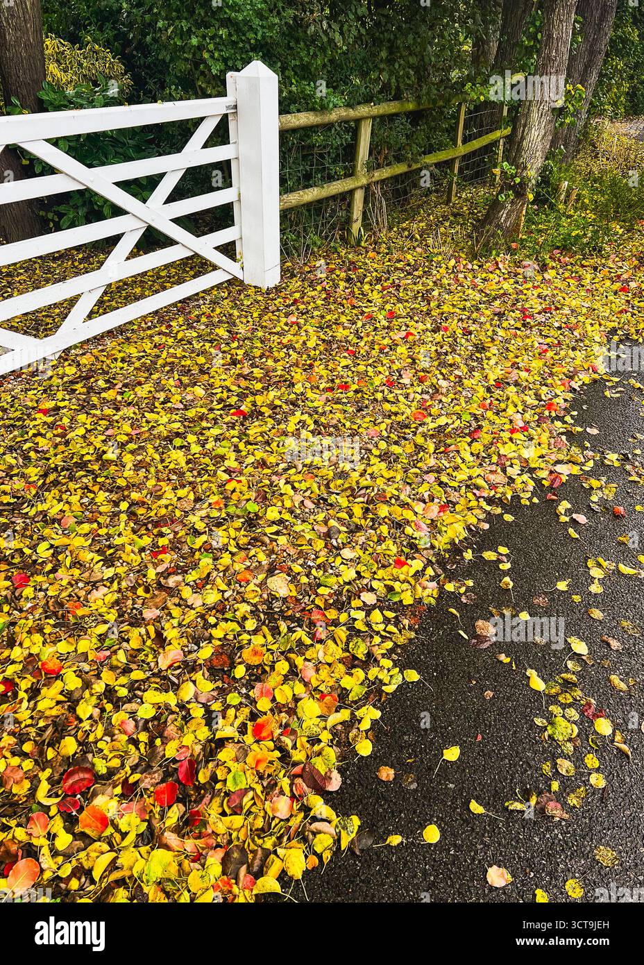 Foglie autunnali gialle, rosse e dorate sul terreno, su una strada asfaltata di fronte a un cancello di legno bianco. - Immagine stock catturata con smartphone