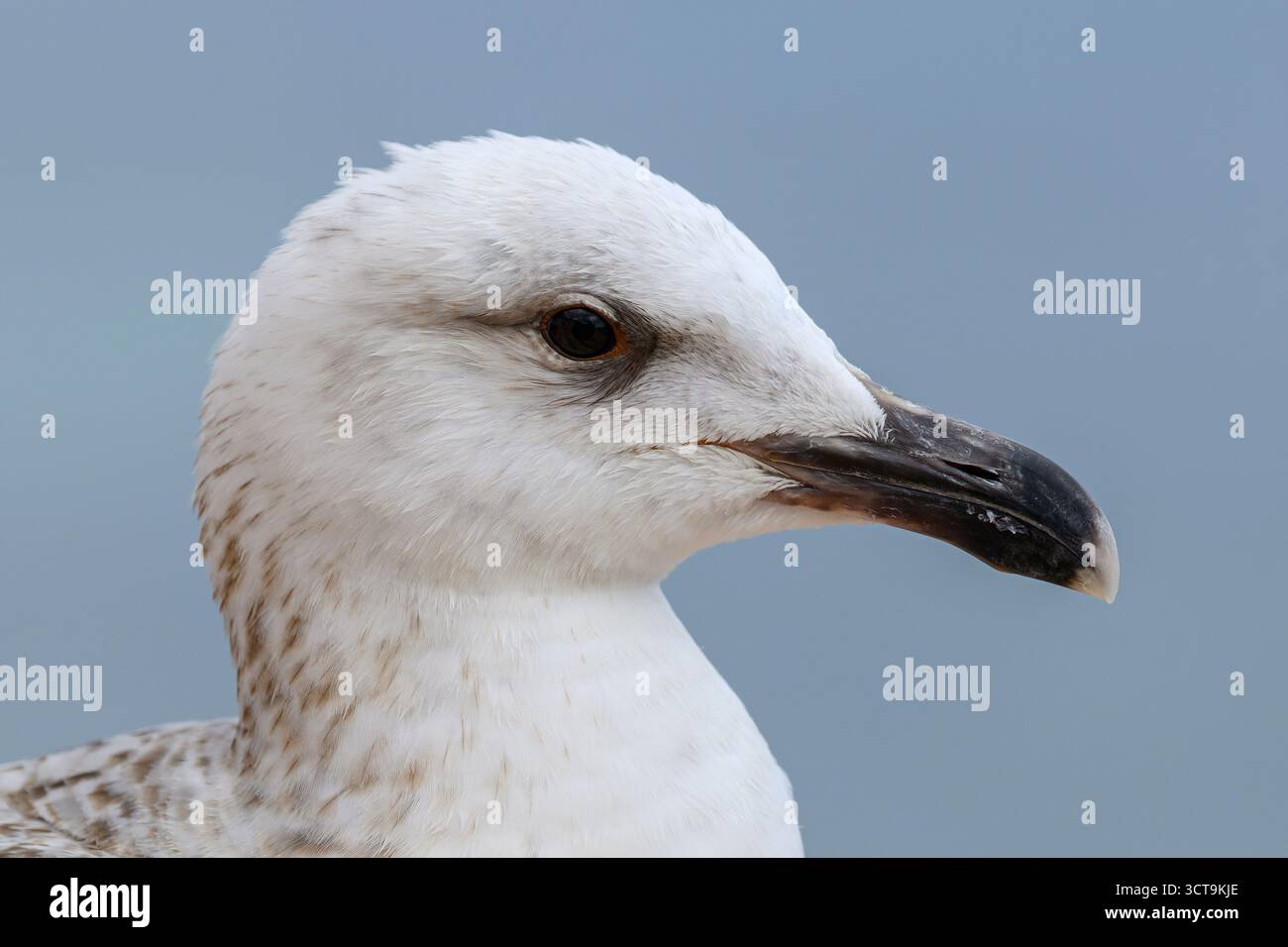 Greater Black Backed Gull, Larus marinus, Immature/Juvenile Bird facial portrait Mallorca April Foto Stock