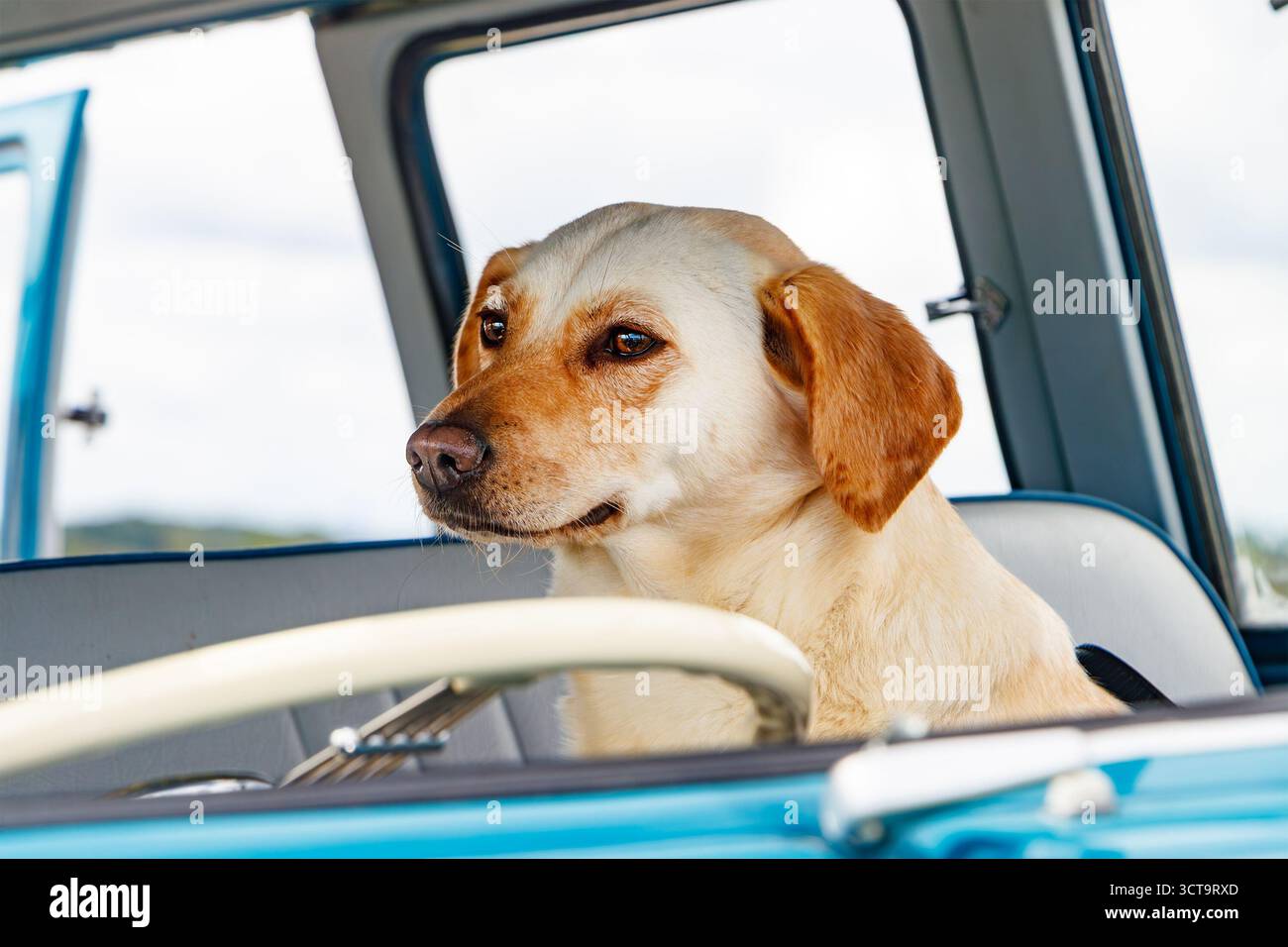 Yellow Labrador retriever è seduto al posto di guida di un furgone volkswagen vintage blu con una porta aperta in una giornata di sole Foto Stock