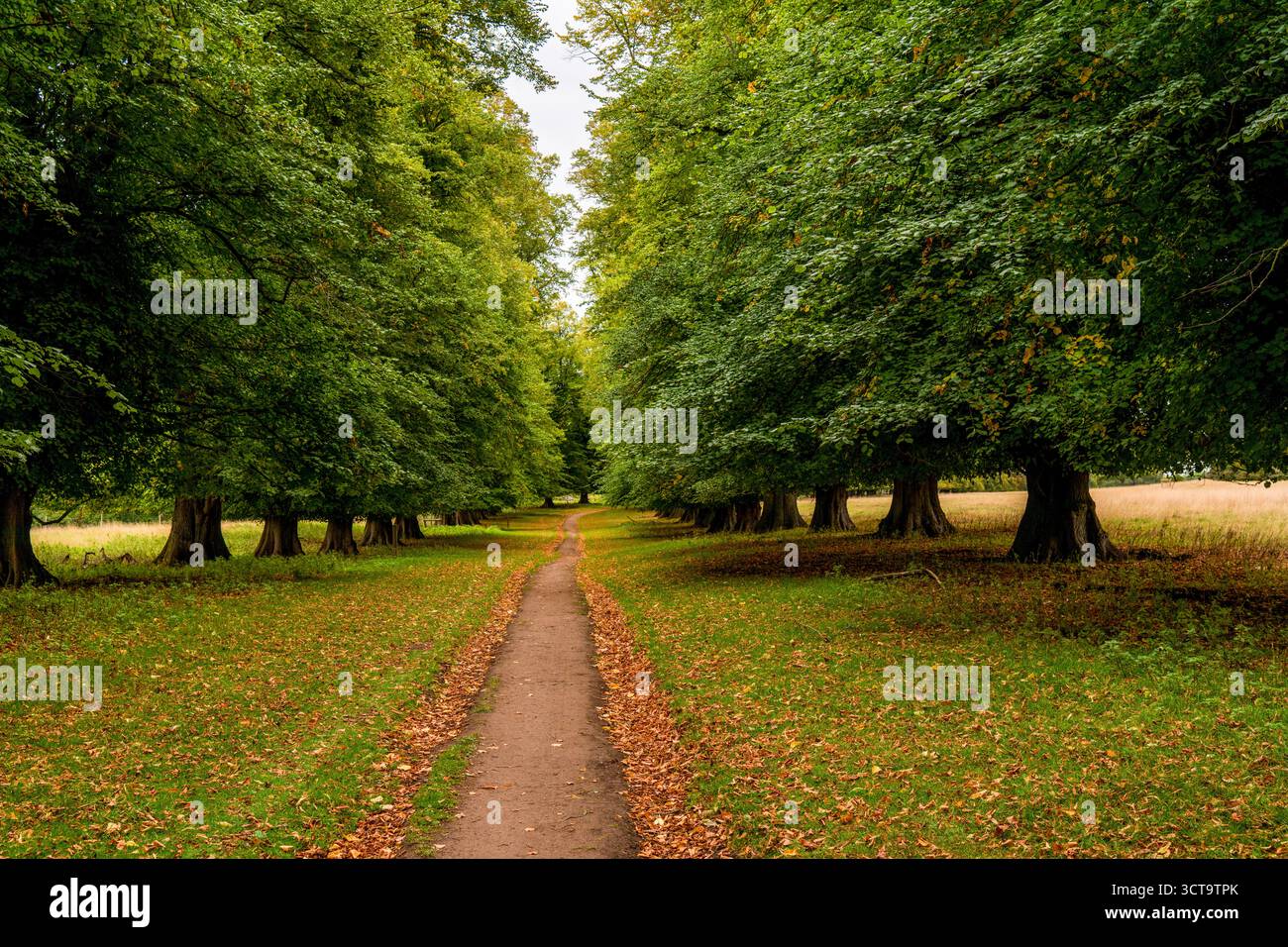 Tranquillo percorso alberato in un parco inglese all'inizio dell'autunno Foto Stock