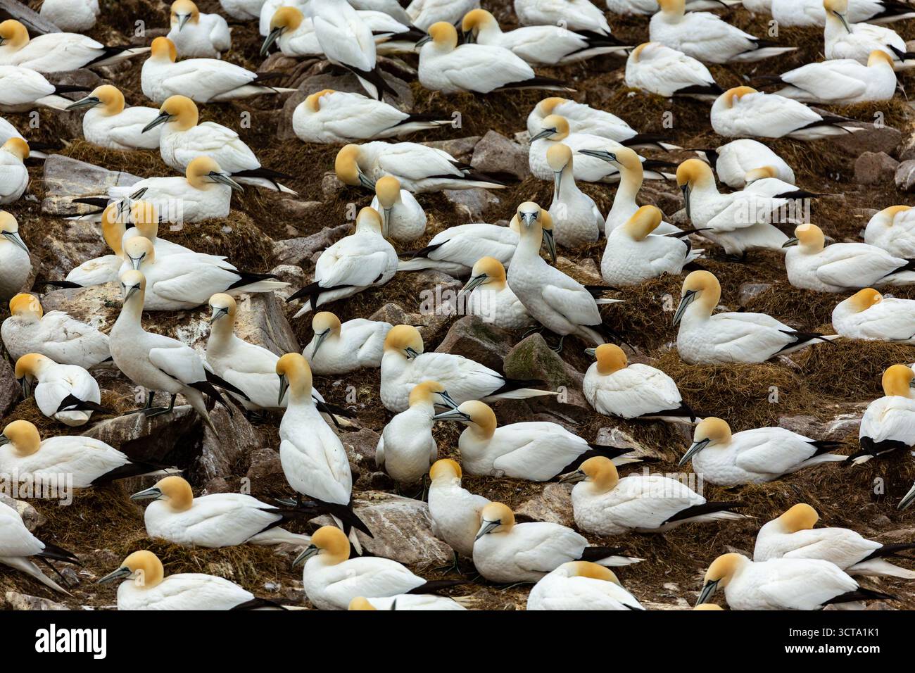 Un grande gruppo di Gannets settentrionali è riunito da vicino su una superficie rocciosa e erbosa, probabilmente una colonia nidificante, con alcuni uccelli in piedi e fuori Foto Stock