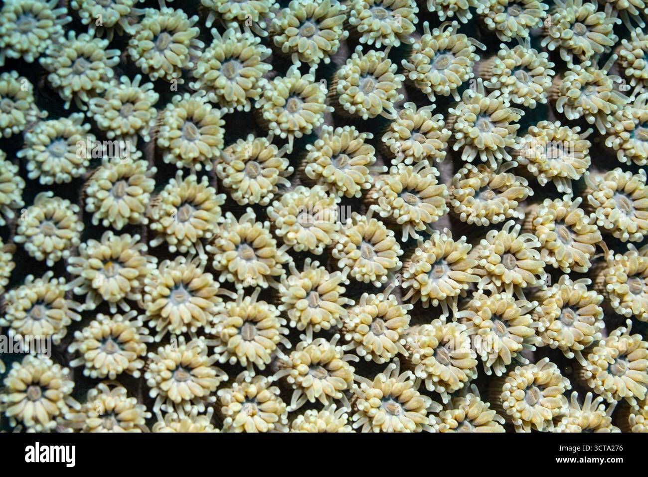 Uno scatto ravvicinato rivela una densa colonia di polipi a margherita, i loro tentacoli si estendono per catturare i nutrienti dall'acqua circostante, mostrando l'intri Foto Stock