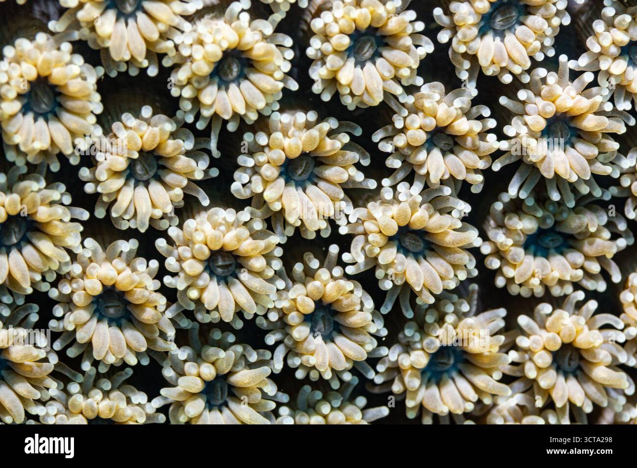 Uno scatto ravvicinato rivela un denso gruppo di anemoni, i loro tentacoli adornati da punte bulbose, creando un sottobosco strutturato e visivamente accattivante Foto Stock