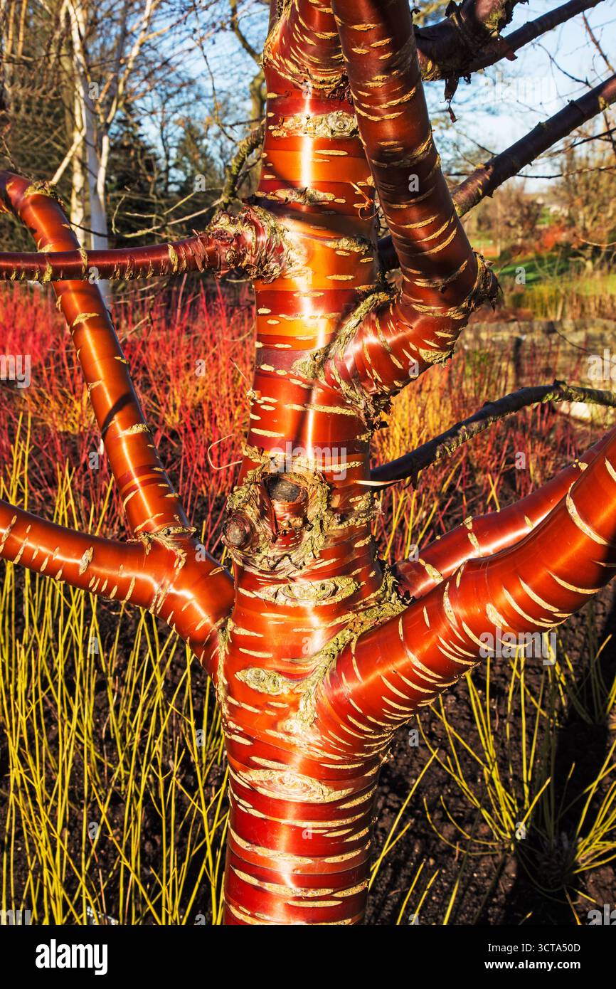 Il tronco di un ciliegio di mogano con corteccia a strisce rosse Foto Stock