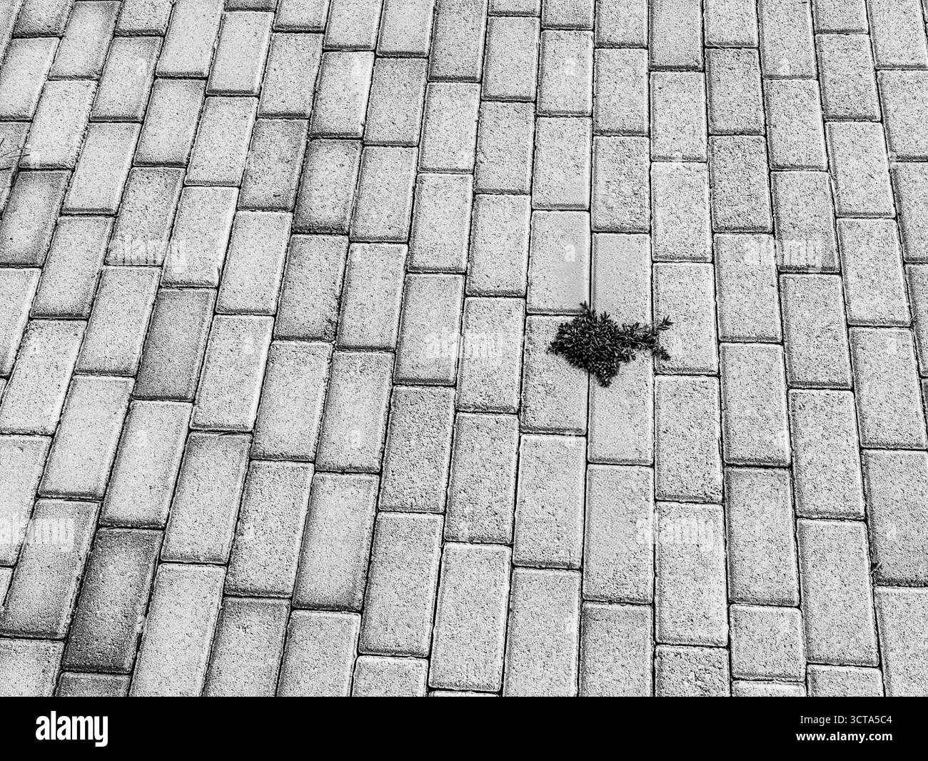 Stato d'animo - pesce d'erba sotto il mare della pavimentazione. Tonalità monocromatiche. Foto Stock