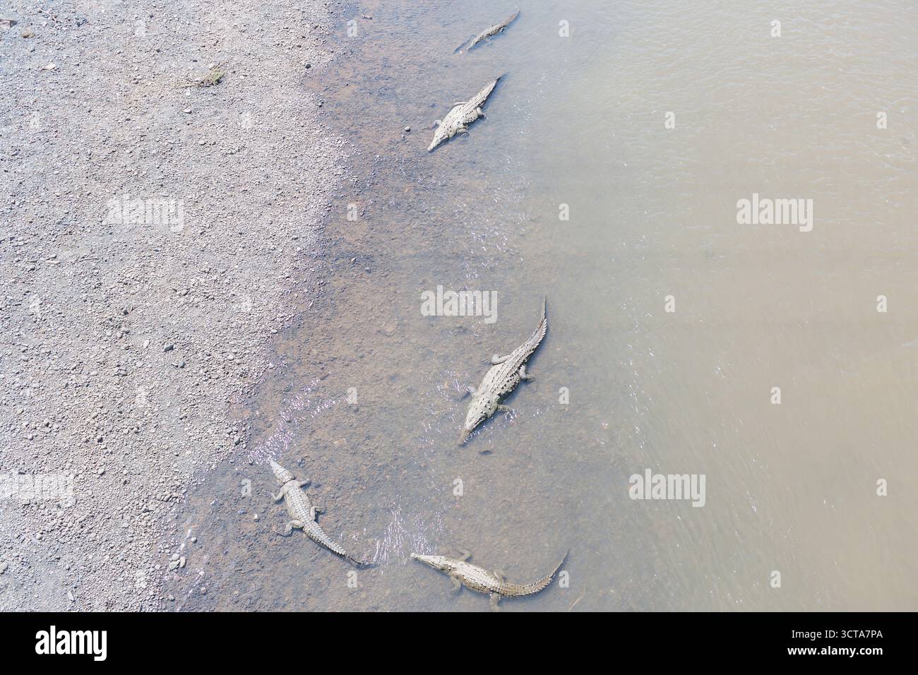 Coccodrilli americani (coccodrillo acutus), fiume Tarcoles, Jaco, Costa Rica Foto Stock