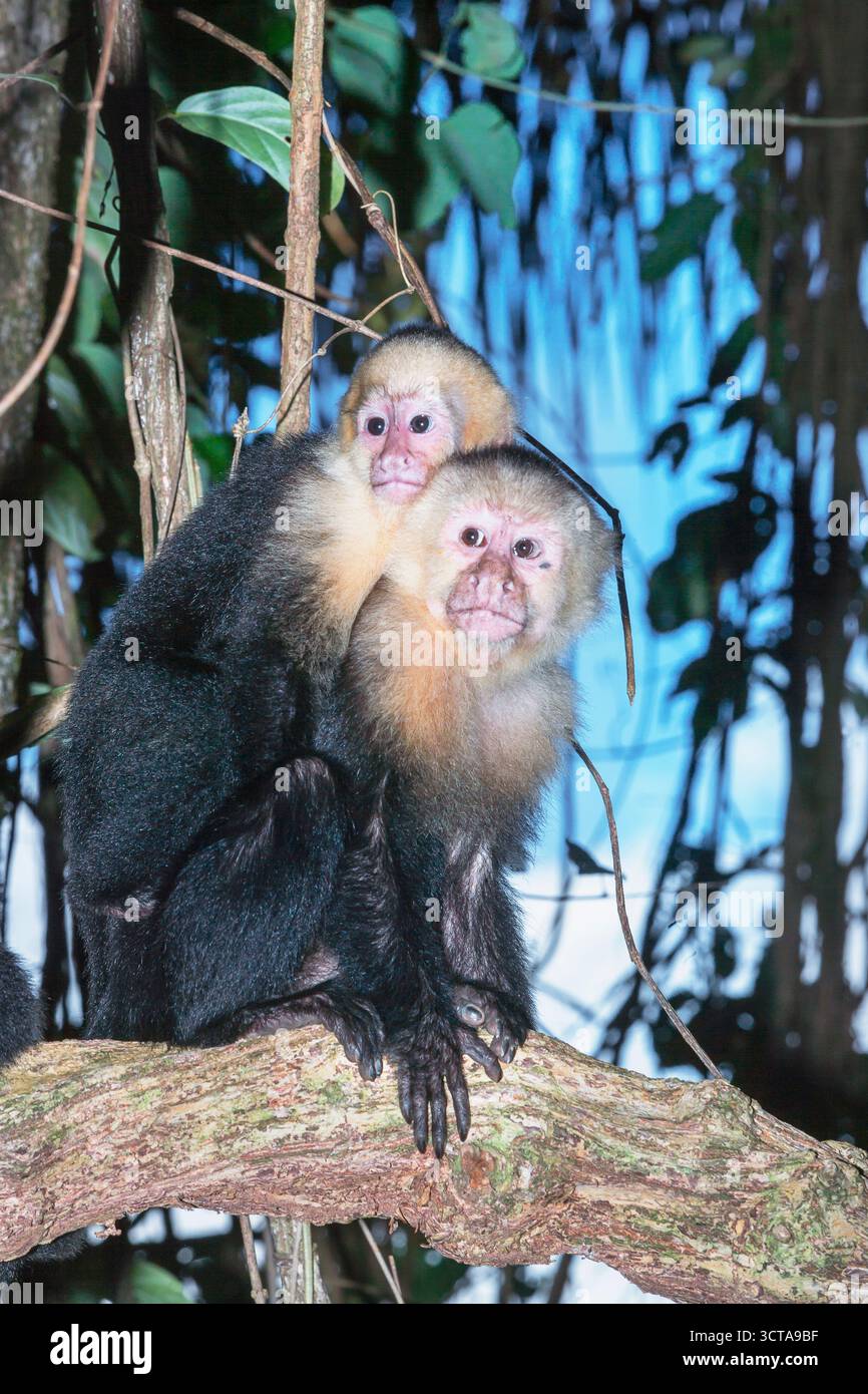 La scimmia cappuccina bianca (Cebus capucinus) le porta il giovane sulle spalle, Manuel Antonio National Park, provincia di Puntarenas, Costa Rica. Foto Stock