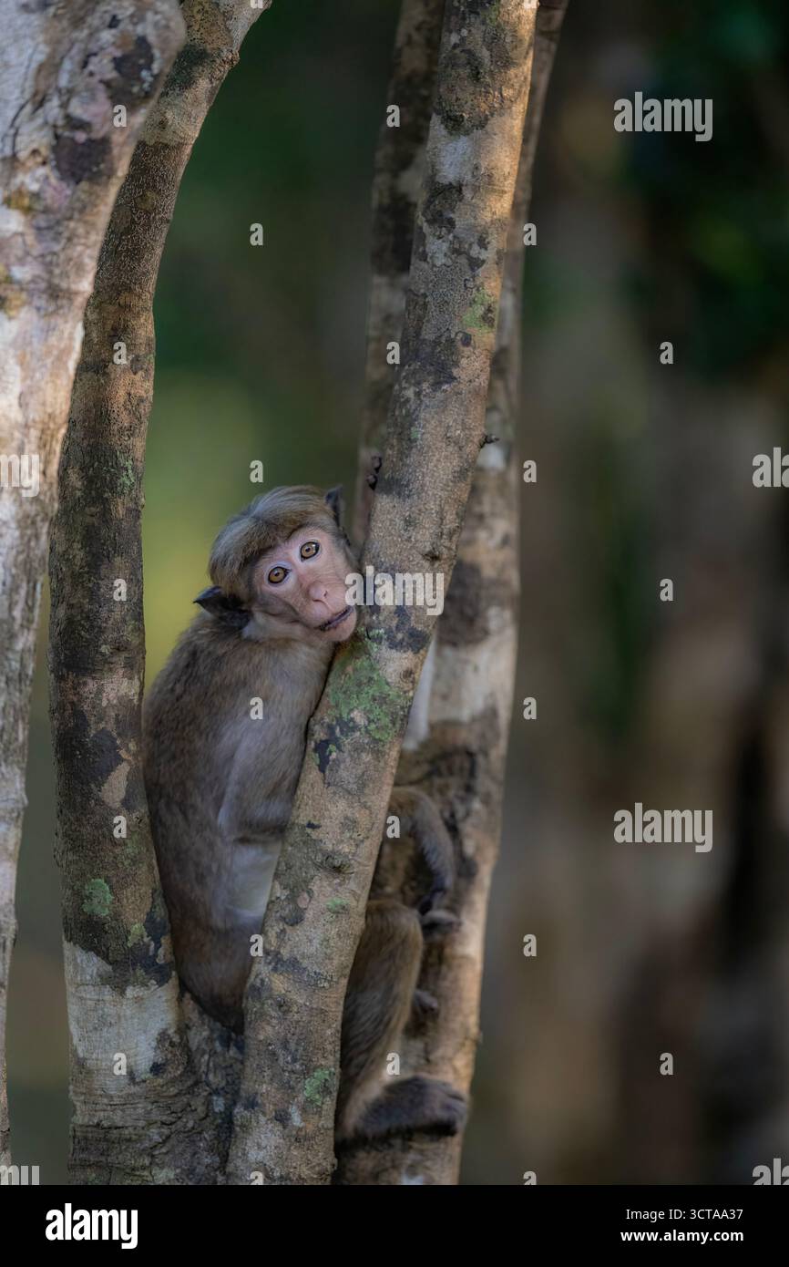 Un giovane e selvaggio Toque Macaque (Macaca sinica), una scimmia endemica del Vecchio mondo dello Sri Lanka, viene catturato riposando alla luce naturale di un albero della giungla. Il Foto Stock