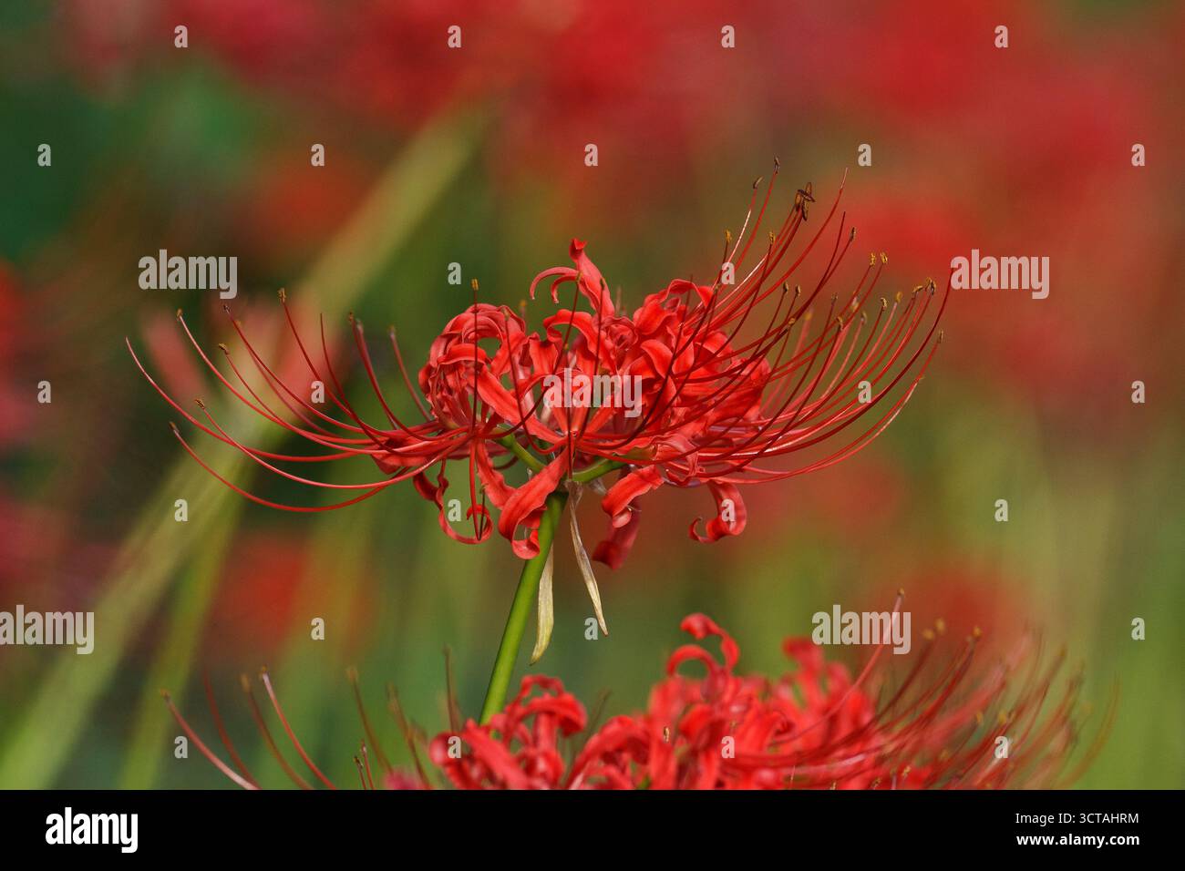 Ninfee rosse (Lycoris radiata) nel parco Izumi no Mori, Yamato, Kanagawa, Giappone. Foto Stock