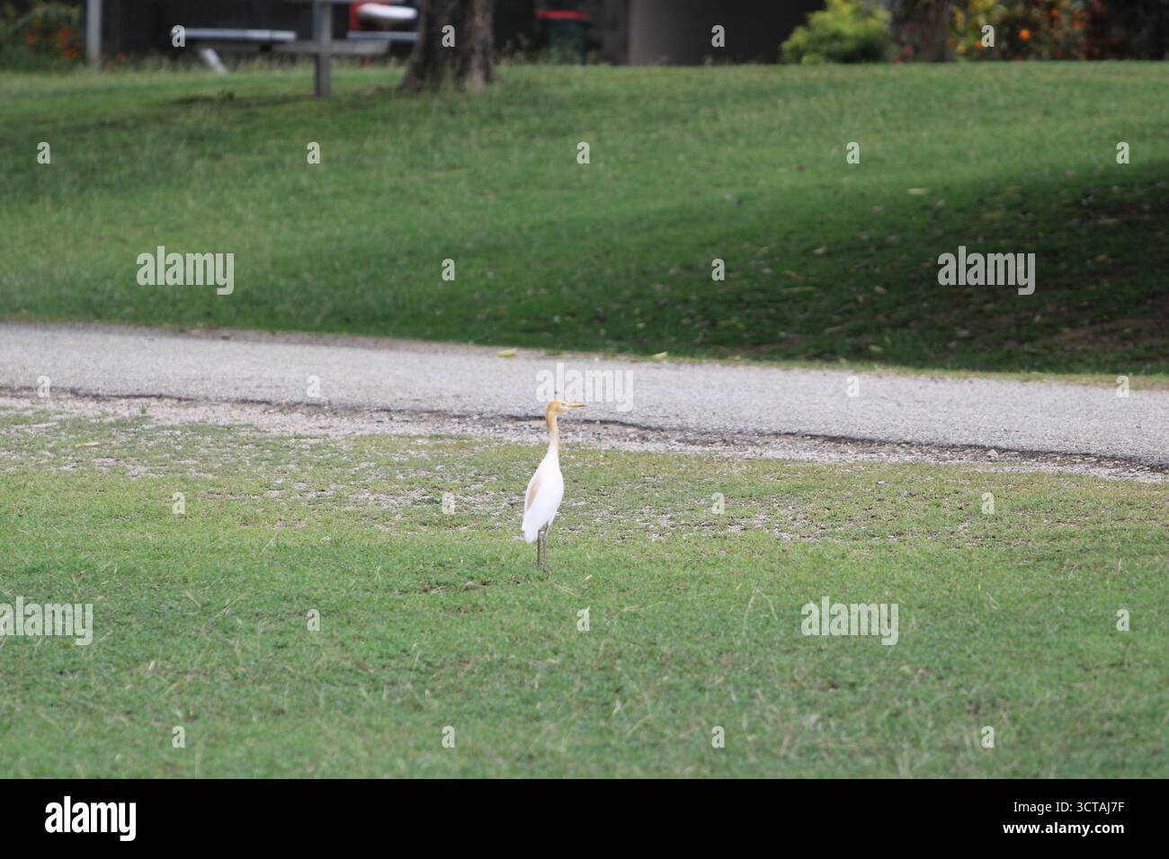 Grazioso Egret a becco giallo presso il laghetto di ninfee della Pacific Adventist University a PNG. Ideale per la fotografia di uccelli e la conservazione della fauna selvatica. Foto Stock