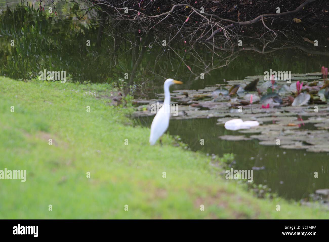 Grazioso Egret a becco giallo presso il laghetto di ninfee della Pacific Adventist University a PNG. Ideale per la fotografia di uccelli e la conservazione della fauna selvatica. Foto Stock