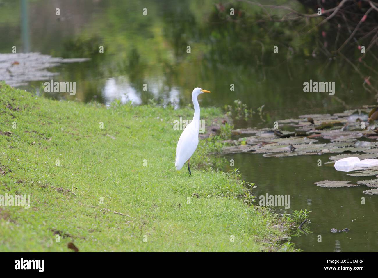 Grazioso Egret a becco giallo presso il laghetto di ninfee della Pacific Adventist University a PNG. Ideale per la fotografia di uccelli e la conservazione della fauna selvatica. Foto Stock