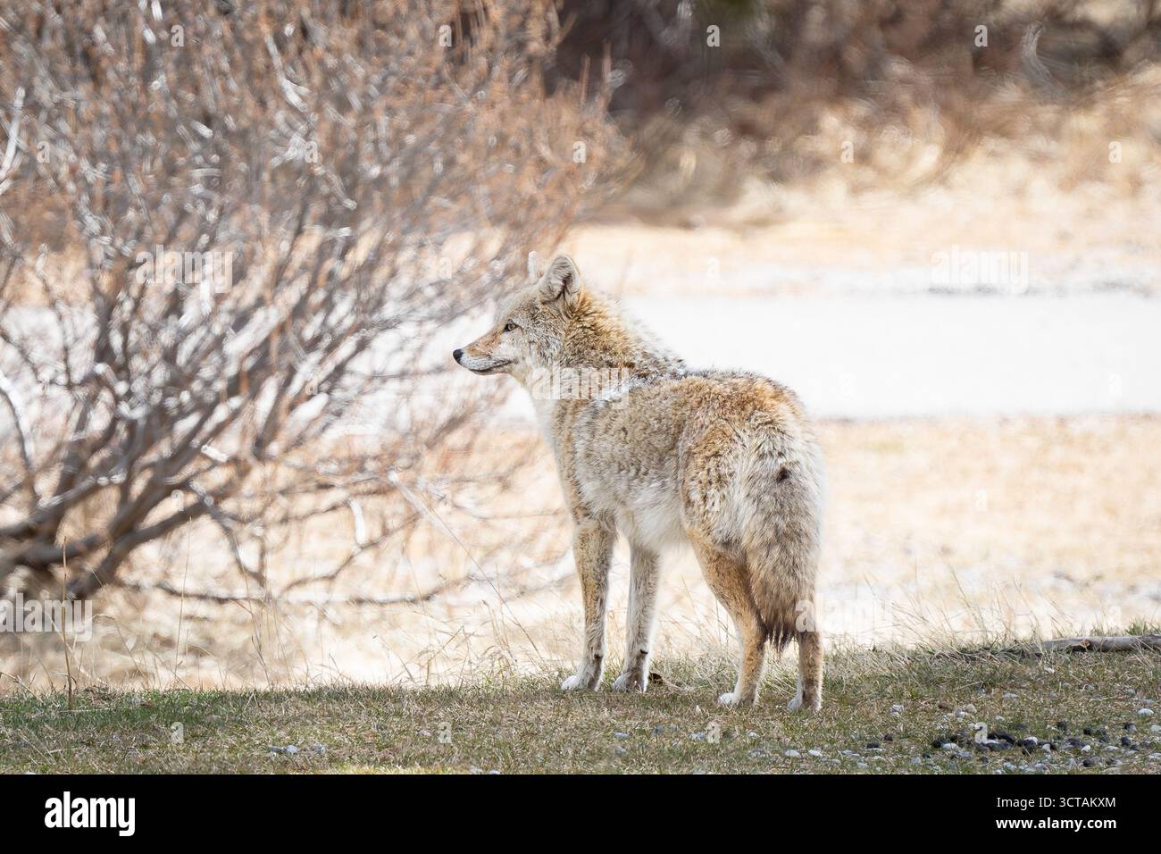 Coyote si trova all'ombra del Banff National Park in Canada. Foto Stock