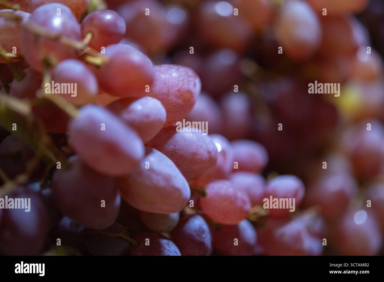 uva rosa e rossa vivace sulla vite, che mostra consistenza e morbidezza. frutta succosa e sana per concetti come cibo fresco, raccolto e vino Foto Stock