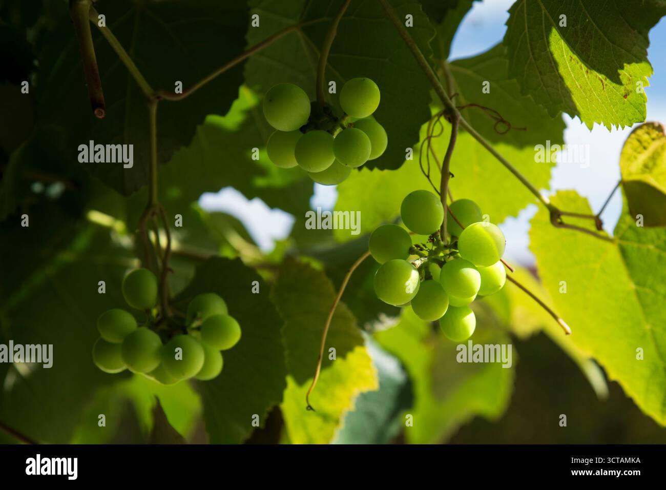 Grappolo di uva su un vitigno Foto Stock