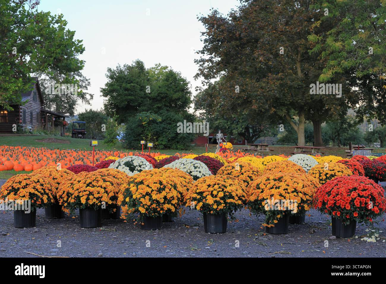 Mercato agricolo con zucche autunnali, mamme e pannocchie Foto Stock