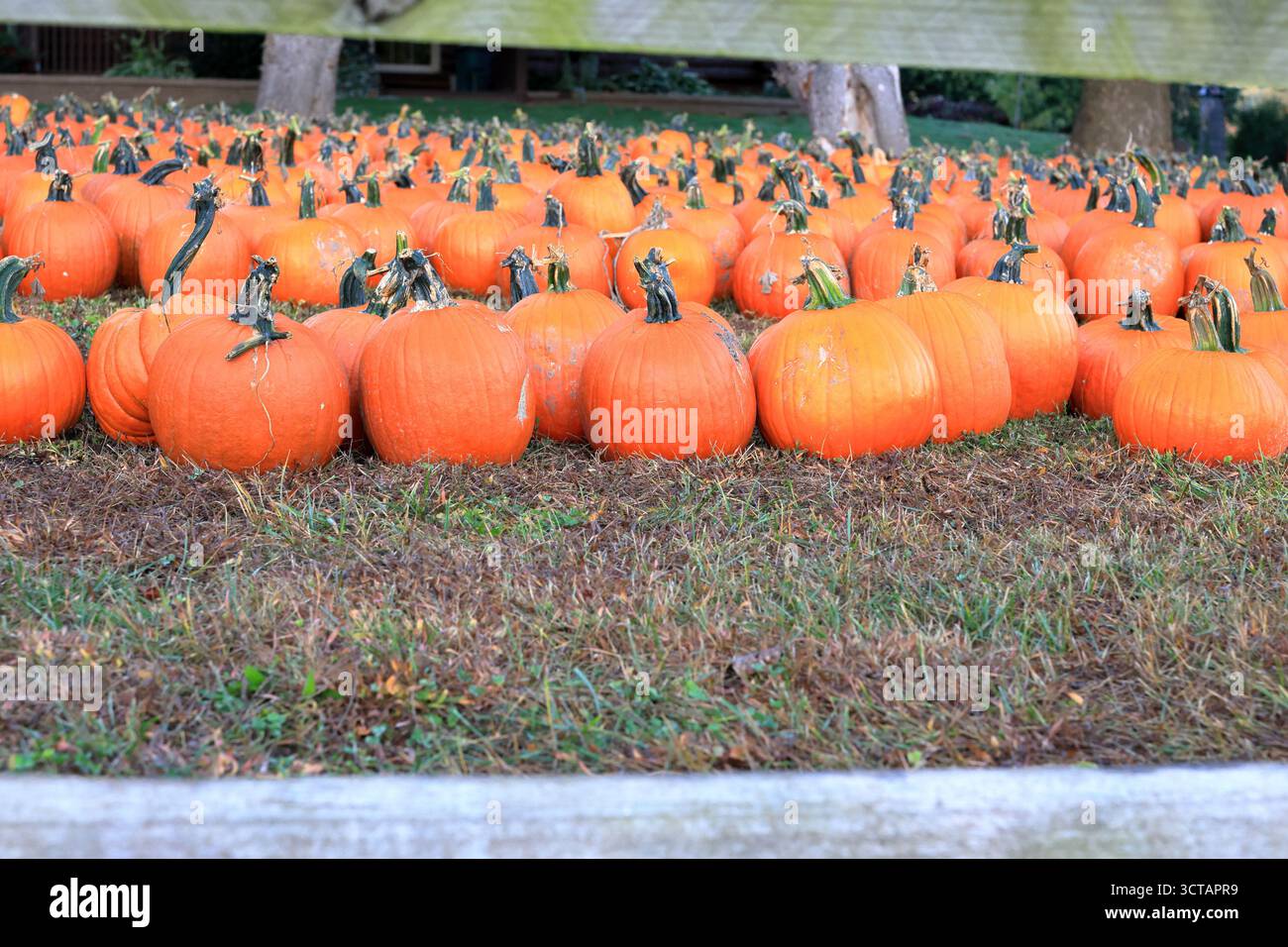 Mercato agricolo con zucche autunnali, mamme e pannocchie Foto Stock